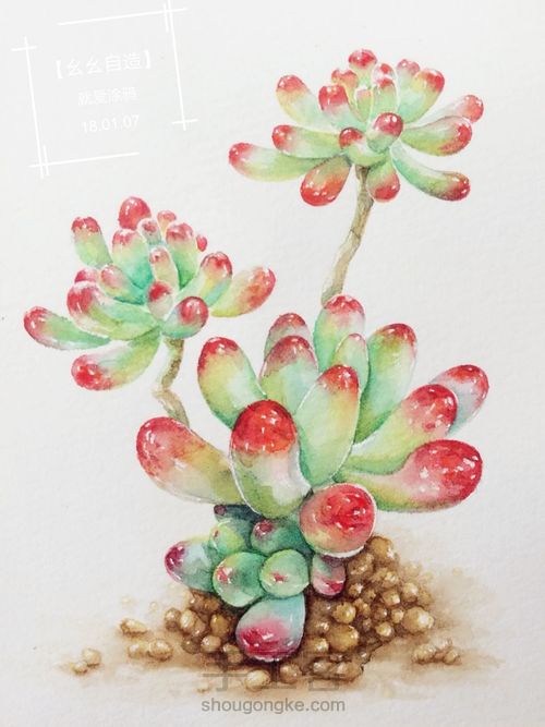 【幺幺自造】多肉图谱之2: 虹之玉 第21步