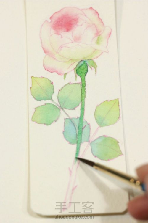 一支玫瑰的作画过程 第7步