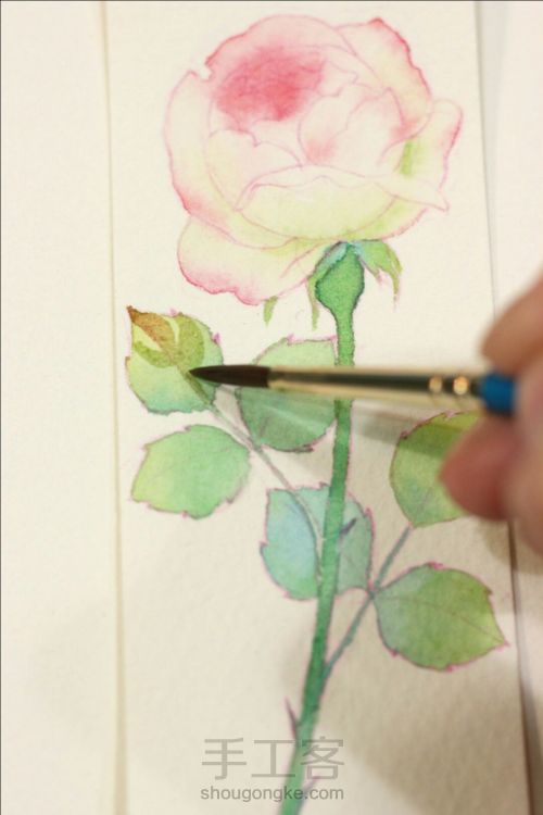 一支玫瑰的作画过程 第8步