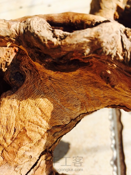 捡点木头桩子种多肉 第4步