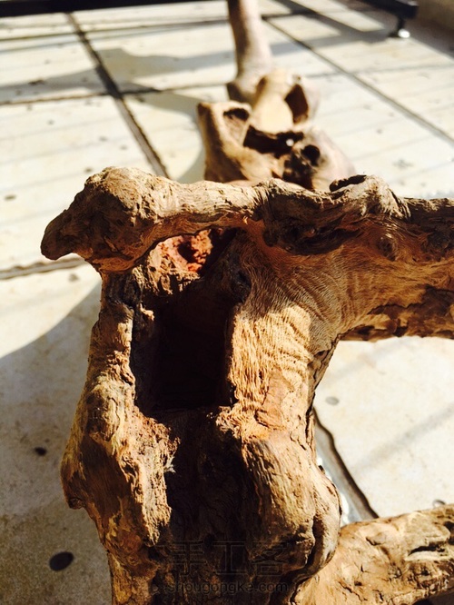 捡点木头桩子种多肉 第6步