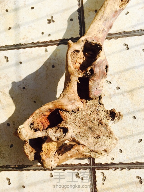 捡点木头桩子种多肉 第7步