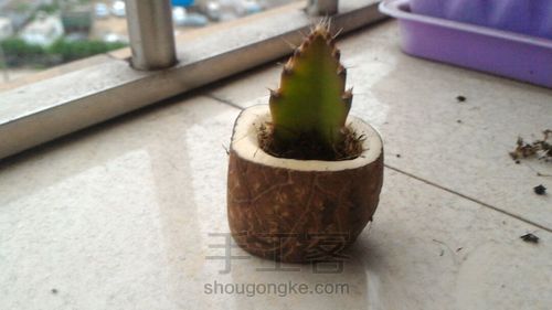 变废为宝!象牙果花器! 第1步