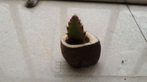 变废为宝!象牙果花器! 第10步