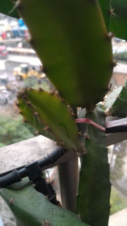 变废为宝!象牙果花器! 第7步