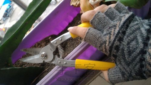 变废为宝!象牙果花器! 第8步