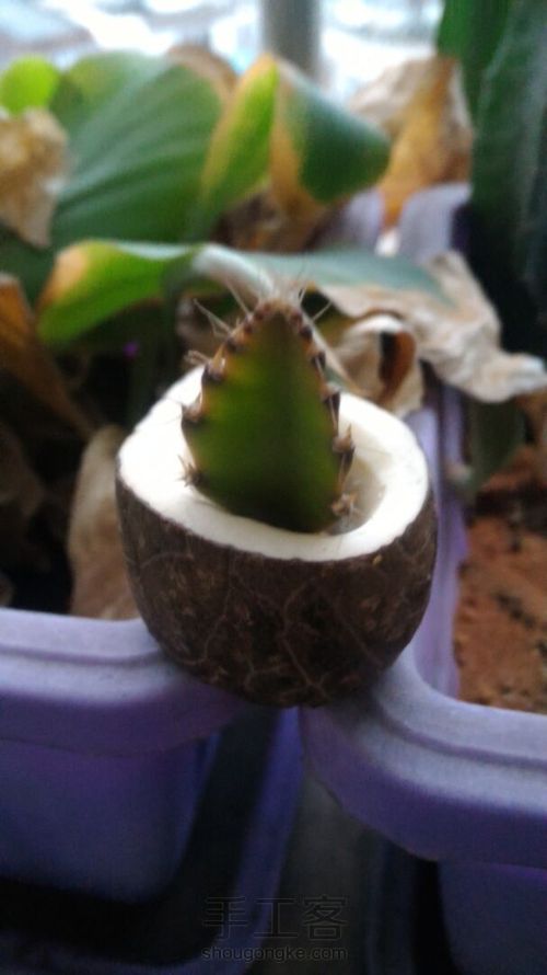 变废为宝!象牙果花器! 第9步