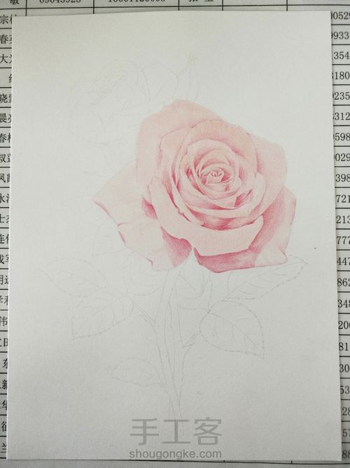 彩铅玫瑰 第2步