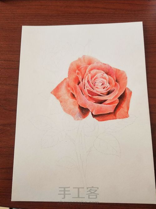 彩铅玫瑰 第5步