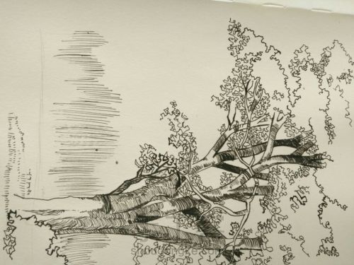 钢笔画――树（一） 第4步