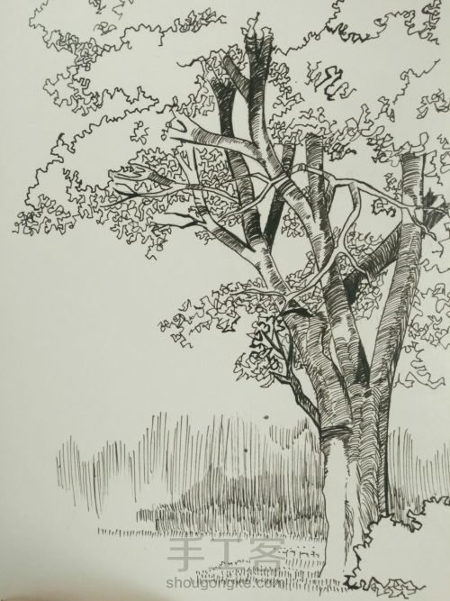 钢笔画――树（一） 第7步