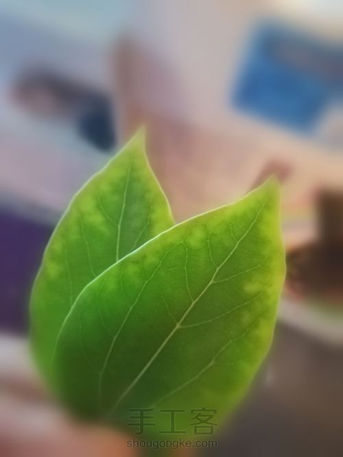 叶雕小蜗牛 第1步