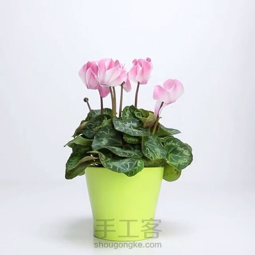 植物大作战，自制有机肥 第11步