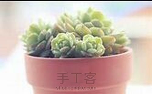 如何在北方养多肉 第4步