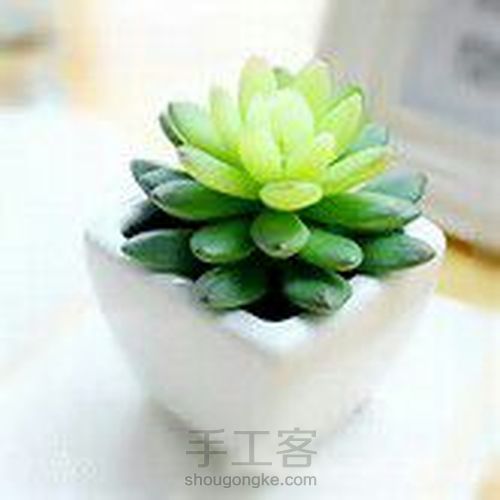 如何在北方养多肉 第5步