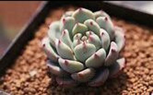 如何在北方养多肉 第6步