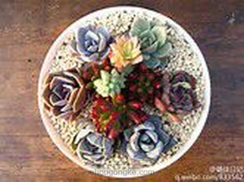 如何在北方养多肉 第7步