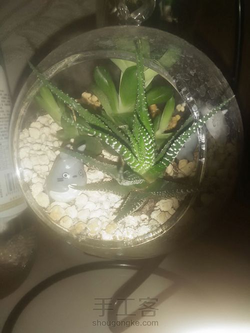 如何在北方养多肉 第8步