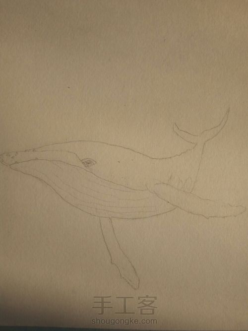 原创手绘鲸鱼 第1步