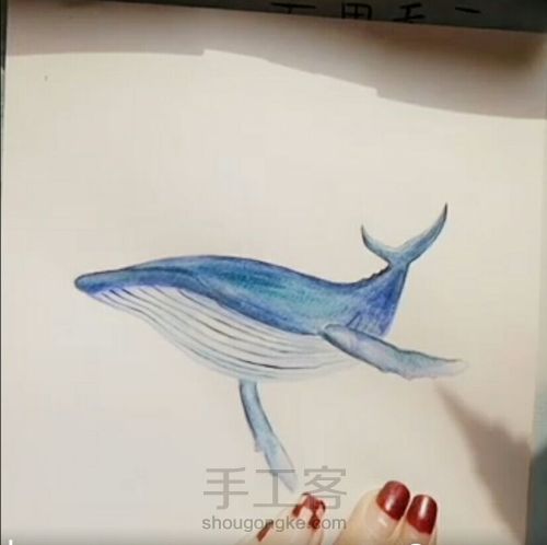 原创手绘鲸鱼 第4步