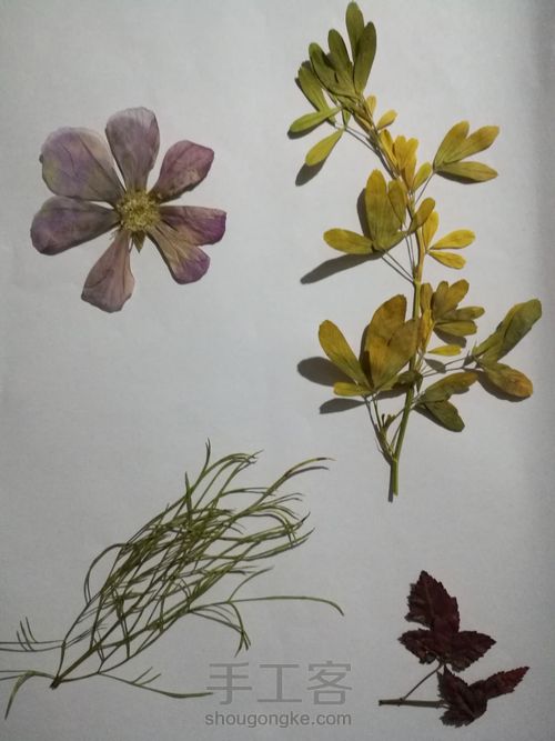 植物标本 第6步