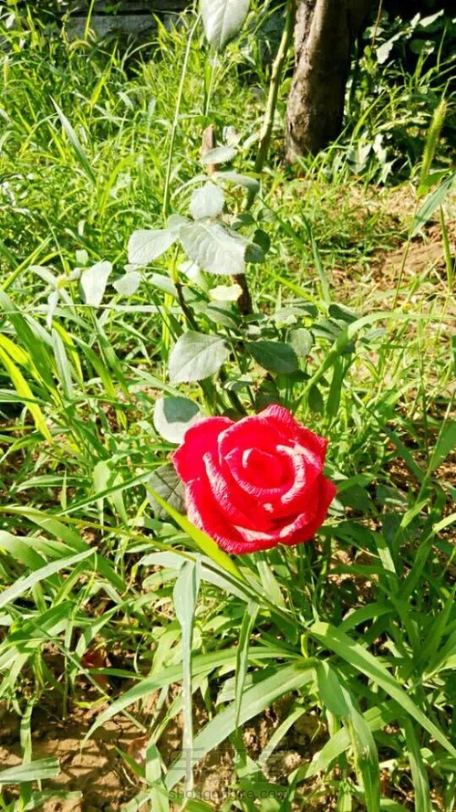 教你做一朵美腻的大玫瑰🌹 第41步
