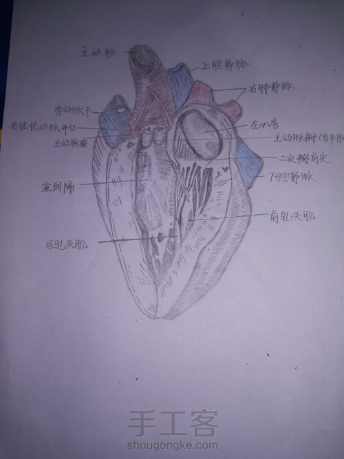 左心室及其流出道绘画 第11步