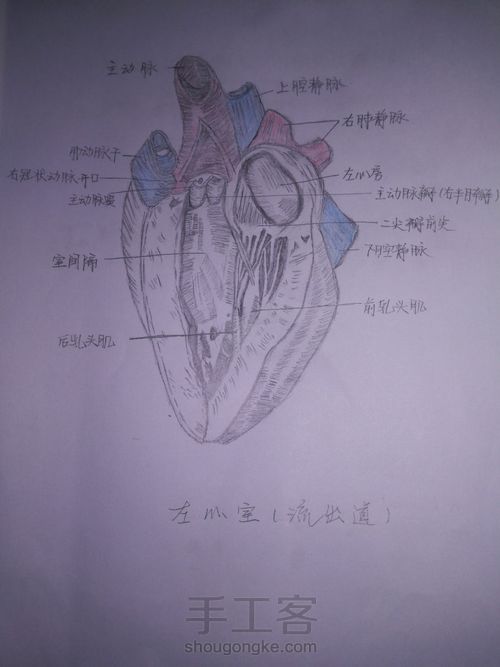 左心室及其流出道绘画 第12步