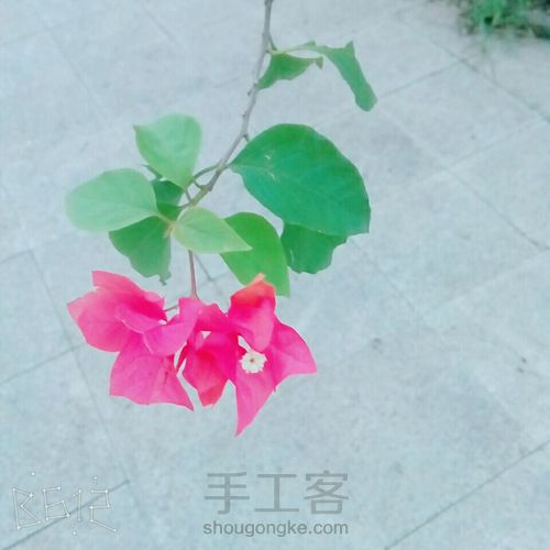 如何拍好一朵漂亮的小花花 第5步