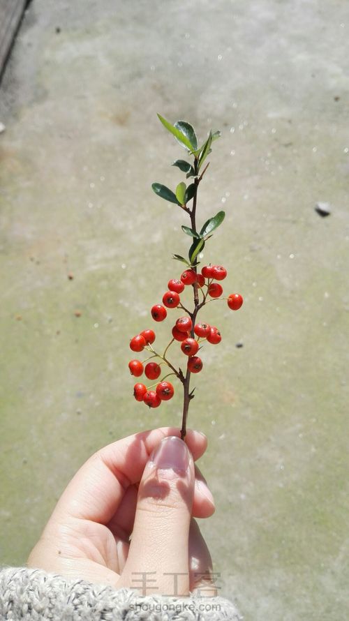 【原创】手绘小植物 水彩 第1步