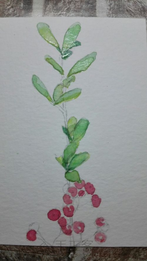 【原创】手绘小植物 水彩 第4步
