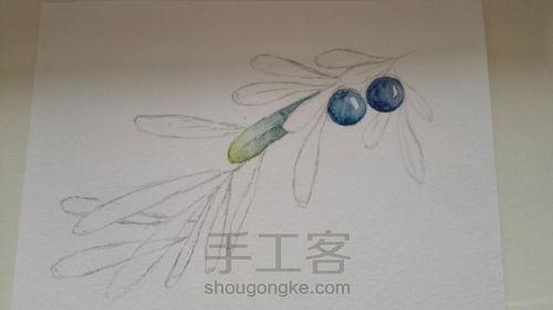 【临摹】mdol手绘小植物 蓝莓 水彩画 手绘明信片 第3步