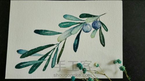 【临摹】mdol手绘小植物 蓝莓 水彩画 手绘明信片 第5步