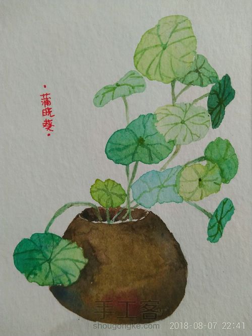 手绘水彩插画铜钱草小植物 第1步