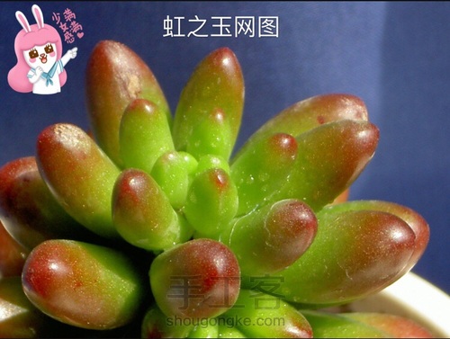 软陶多肉植物—虹之玉锦的做法 第1步