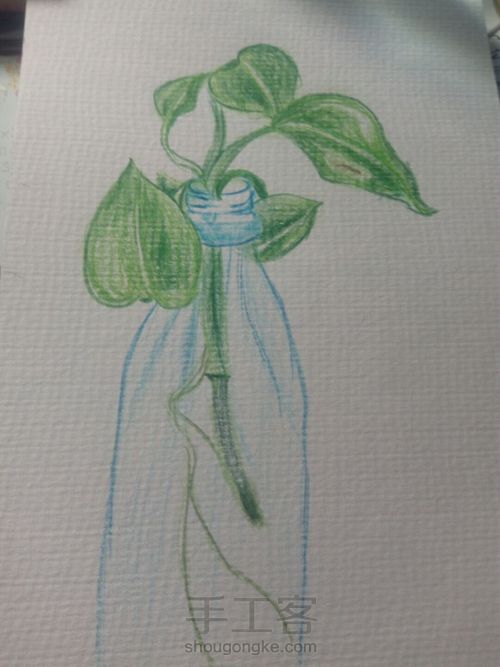 绿萝⊙▽⊙ 第2步