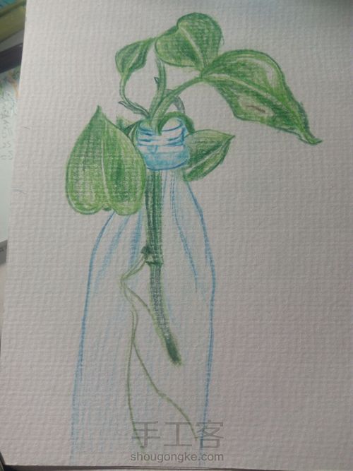 绿萝⊙▽⊙ 第3步