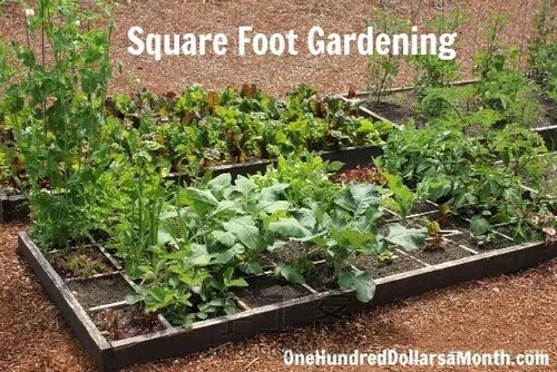 【转】这个一米菜园，可以让全家人吃上放心蔬菜 第1步