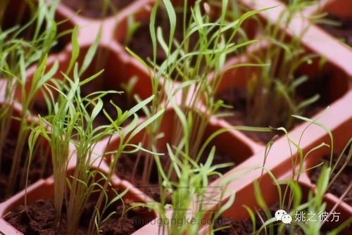 【转】这个一米菜园,可以让全家人吃上放心蔬菜 第11步