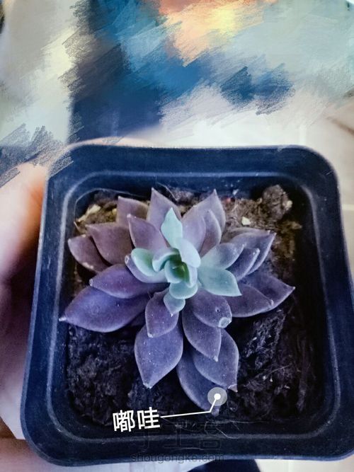 第一次给小家伙们换盆,求大神指教 第1步