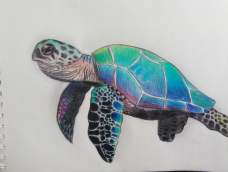 彩铅海龟