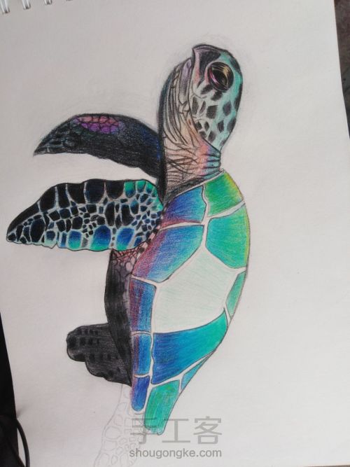 彩铅海龟 第10步