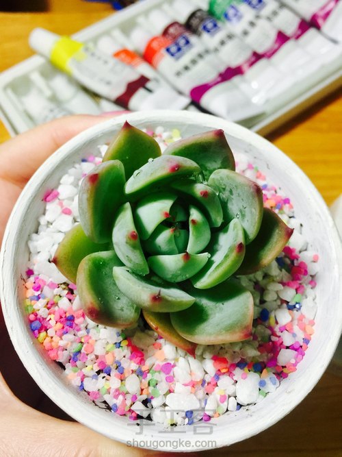 多肉花盆ing 第4步
