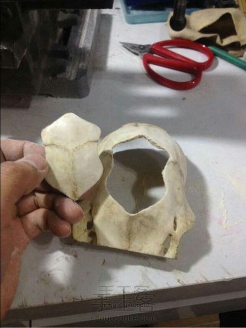 象牙果三界牌雕刻 第1步