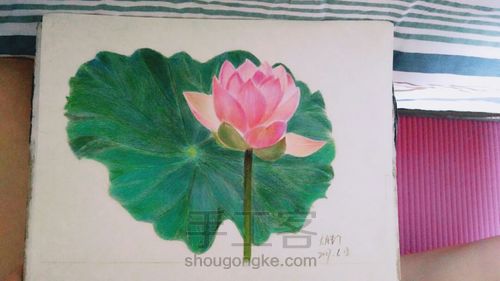 彩铅画~荷花 第1步