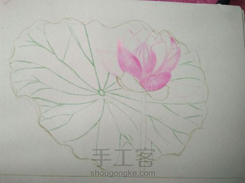 彩铅画~荷花 第3步