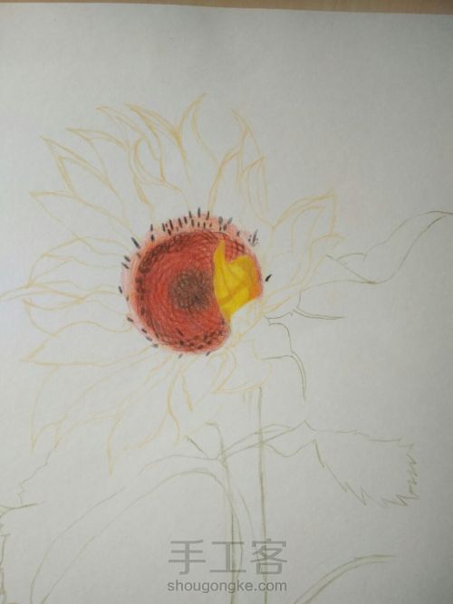 彩铅画向日葵 第10步