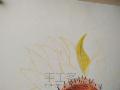 彩铅画向日葵 第16步