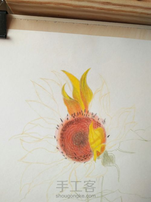 彩铅画向日葵 第18步