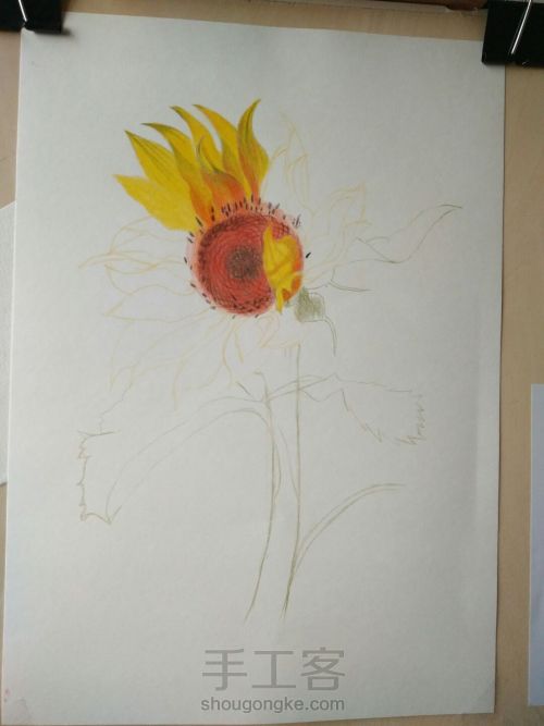 彩铅画向日葵 第19步